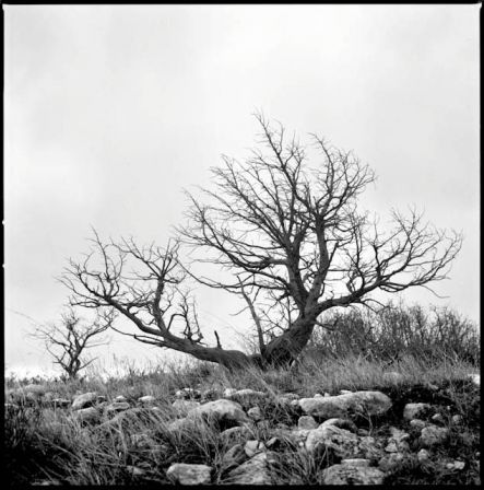 Aumelas 1